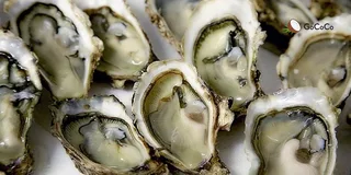 Oyster Milk