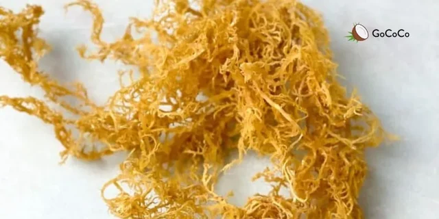 Is Sea Moss Good for Diabetics